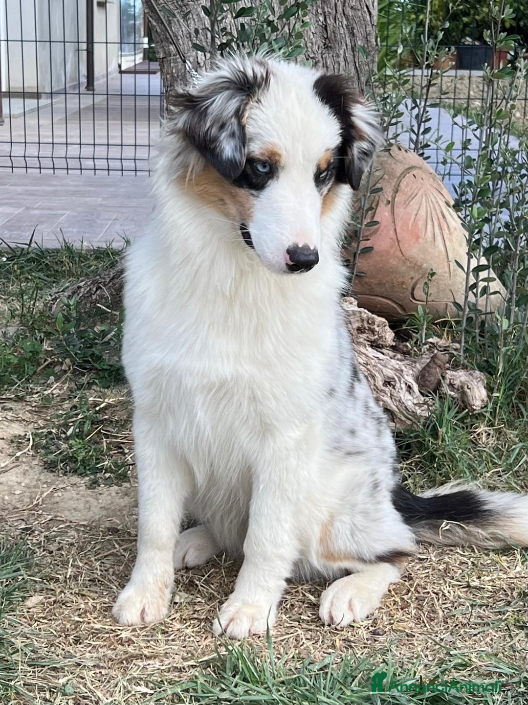 Australian Shepherd cani in vendita: Australian shepherd - Annuncio 2
