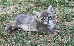Altre razze gatti in regalo: 7 gattini stanno cercando casa a Provincia di Ascoli Piceno - Immagine 8