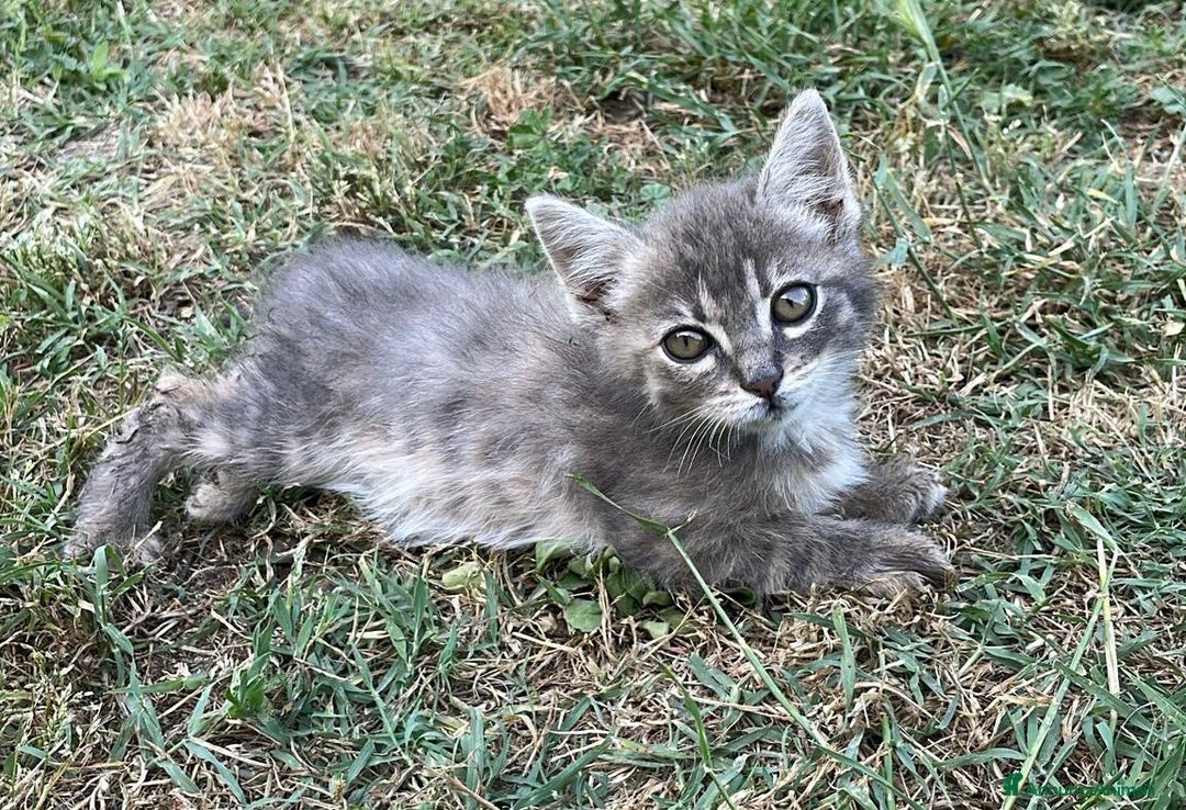 Altre razze gatti in regalo: 7 gattini stanno cercando casa a Provincia di Ascoli Piceno - Immagine 8