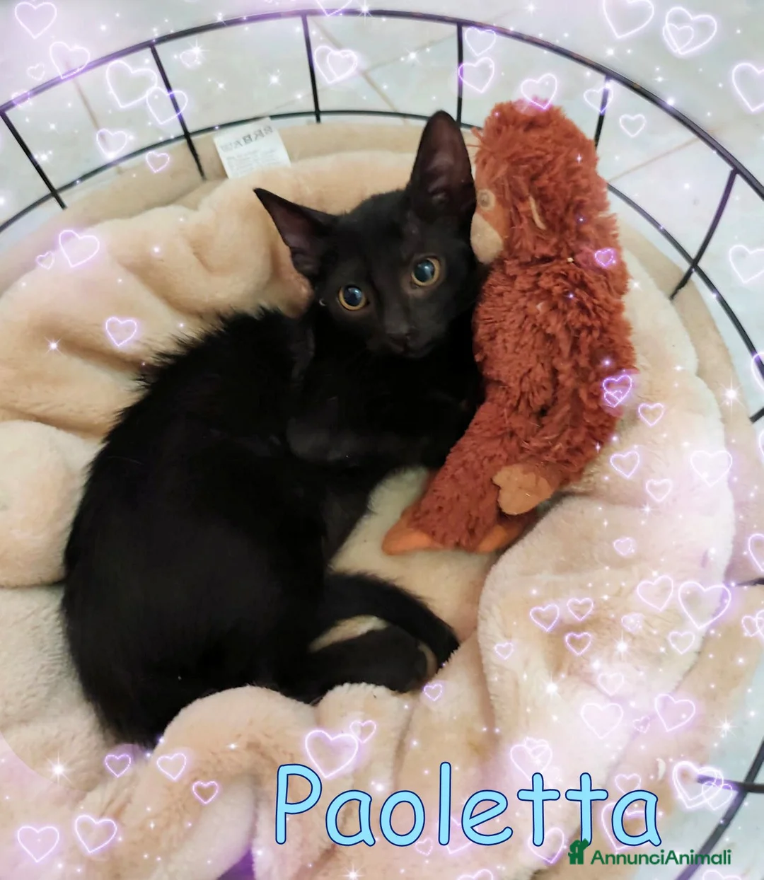 Europeo gatti in regalo: PAOLETTA DOLCISSIMA PANTERINA CERCA CASA  - Annuncio 1