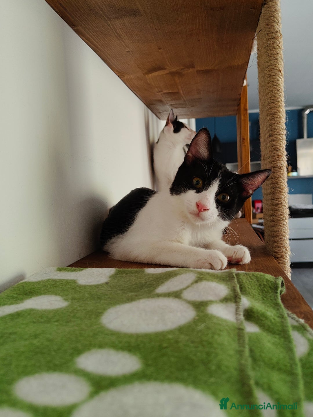 Europeo gatti in regalo: Veronica e Carla cercano casa - Immagine 4