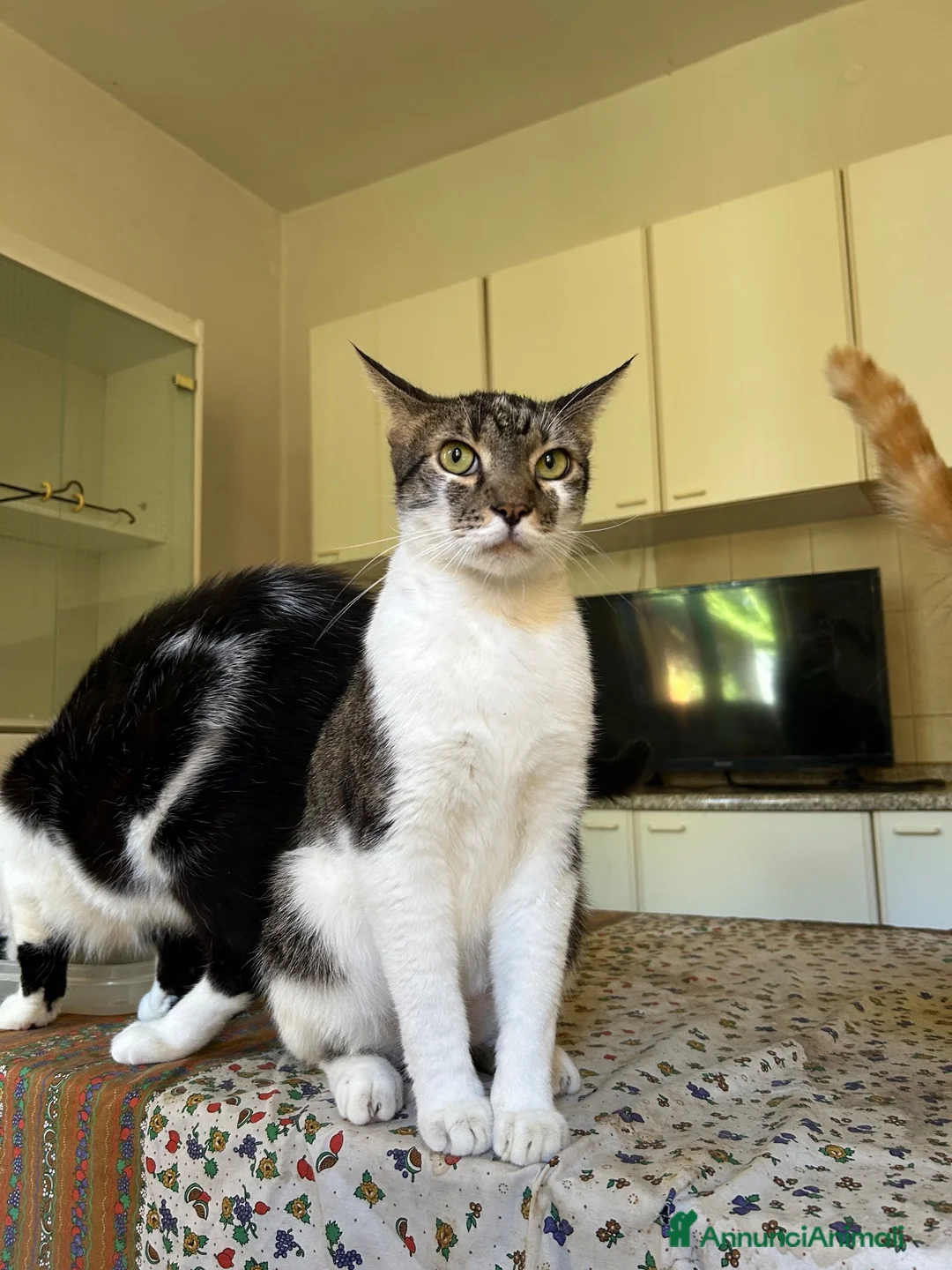 Europeo gatti in regalo: Gatti in adozione! a Provincia di Vicenza - Annuncio 11