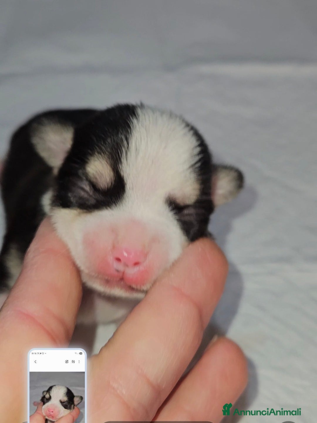 Chihuahua cani in vendita: Chihuahua toy  - Annuncio 9