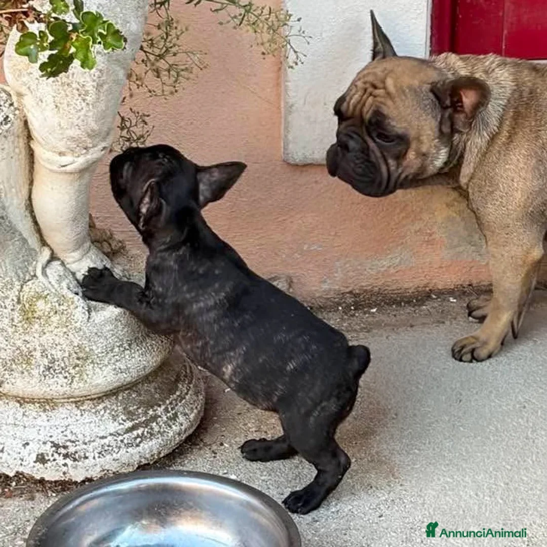 Bulldog Francese cani in vendita: Cuccioli bulldog francese - Annuncio 5