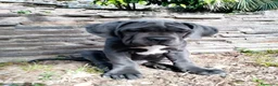 Cane Corso cani in vendita: Cuccioli cane corso - Annuncio 7