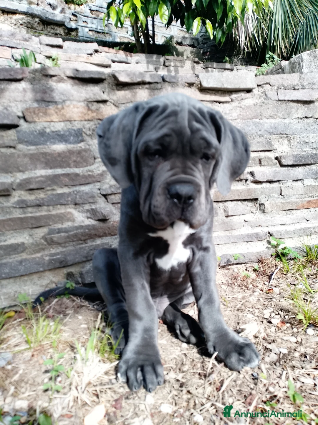 Cane Corso cani in vendita: Cuccioli cane corso - Annuncio 7