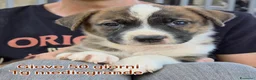 Meticcio cani in regalo: TROPPI CUCCIOLI SOLI IN RIFUGIO  a Provincia di Verona - Annuncio 7