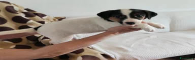 Jack Russell 3