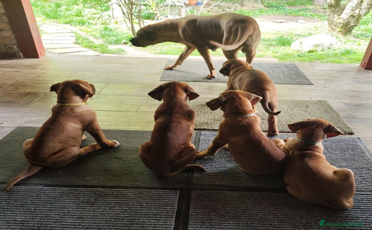 Tosa cani a Provincia di Rovigo - Annuncio 1