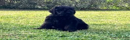 Terrier Nero Russo cani in vendita: Disponibili 4 maschi Terrier nero russi - Annuncio 5