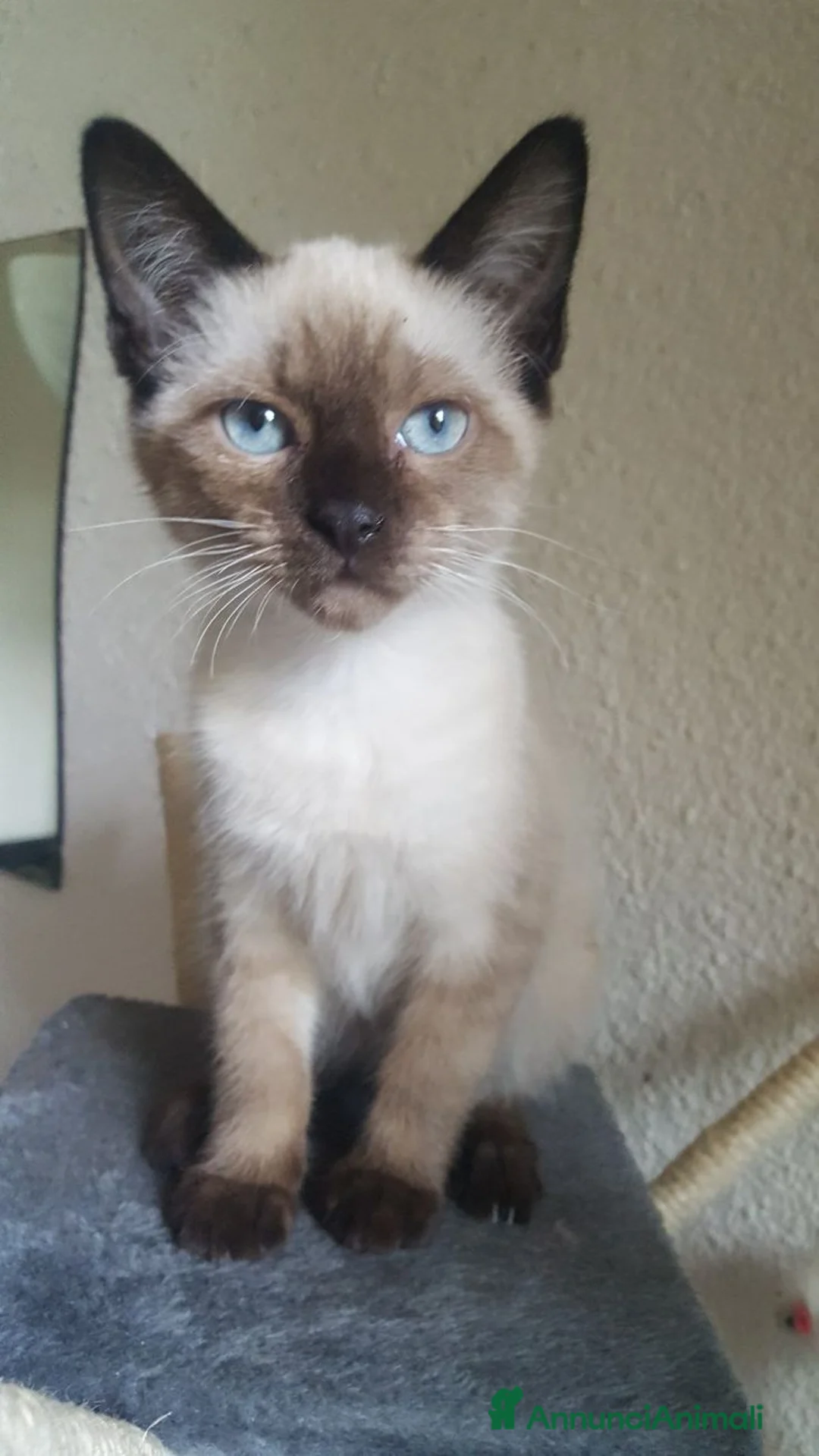Siamese gatti in vendita: Gattini siamesi - Annuncio 4