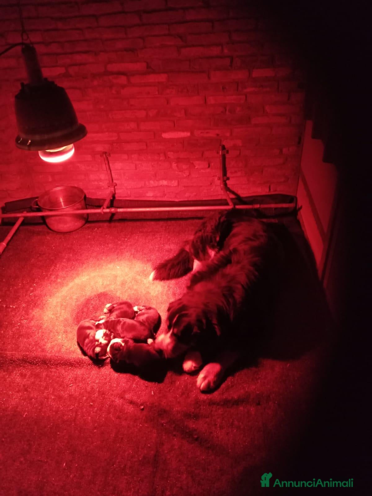 Bovaro del Bernese cani Cuccioli bovaro del bernese - Annuncio 1