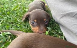 Bassotto cani in vendita: Bassotti Kaninchen con pedigree Enci a Provincia di Cuneo - Immagine 6