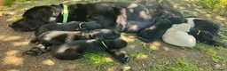 Labrador cani in vendita: Ultimo maschietto giallo di labrador retriever  a Provincia di Novara - Annuncio 10