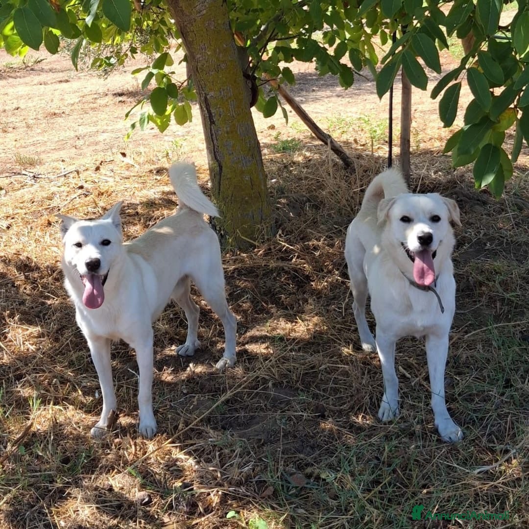 Meticcio cani in regalo: WATSON 💙 - dolcissimo, da troppo tempo in un box - Annuncio 2