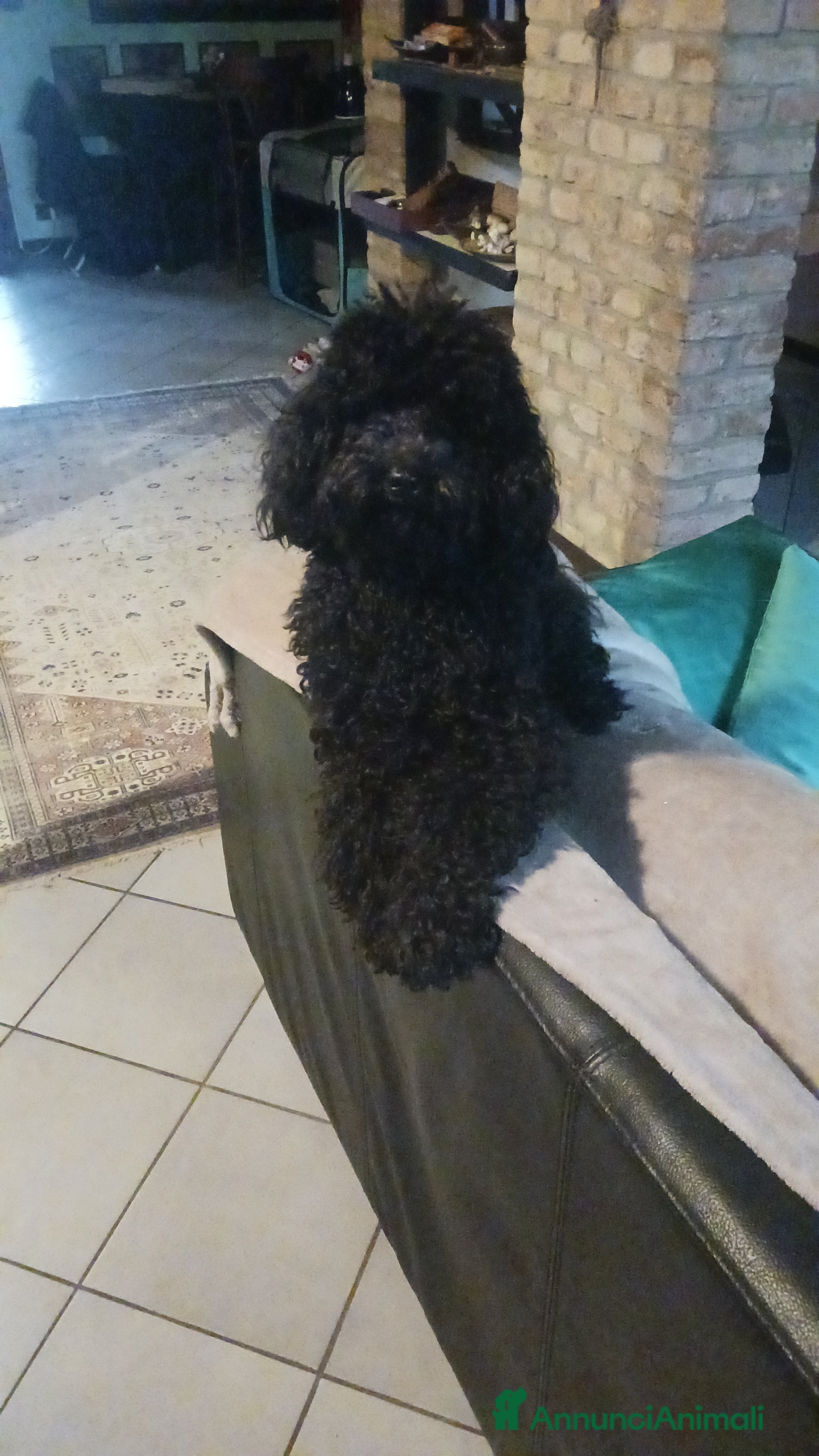 Barboncino cani Barboncini nani - Annuncio 1