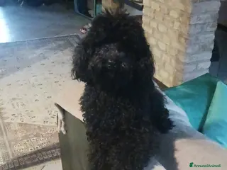 Barboncino cani Barboncini nani - Annuncio 1