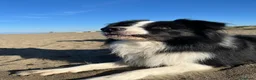 Border Collie cani per accoppiamento: Maschio disponibile per monte - Annuncio 2