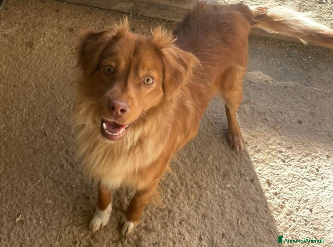 Meticcio cani in regalo: MEMOLE TAGLIA PICCOLA - Annuncio 4