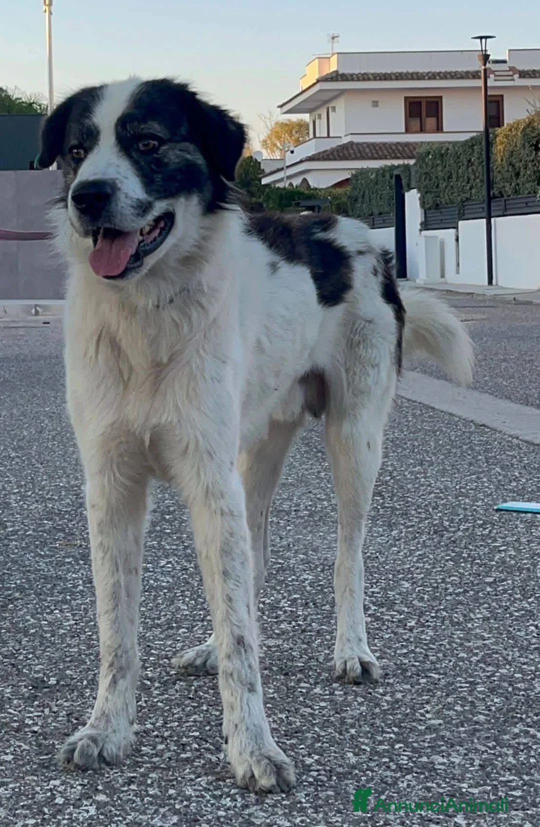 Pastore del Caucaso cani in regalo: Aslan - Annuncio 3