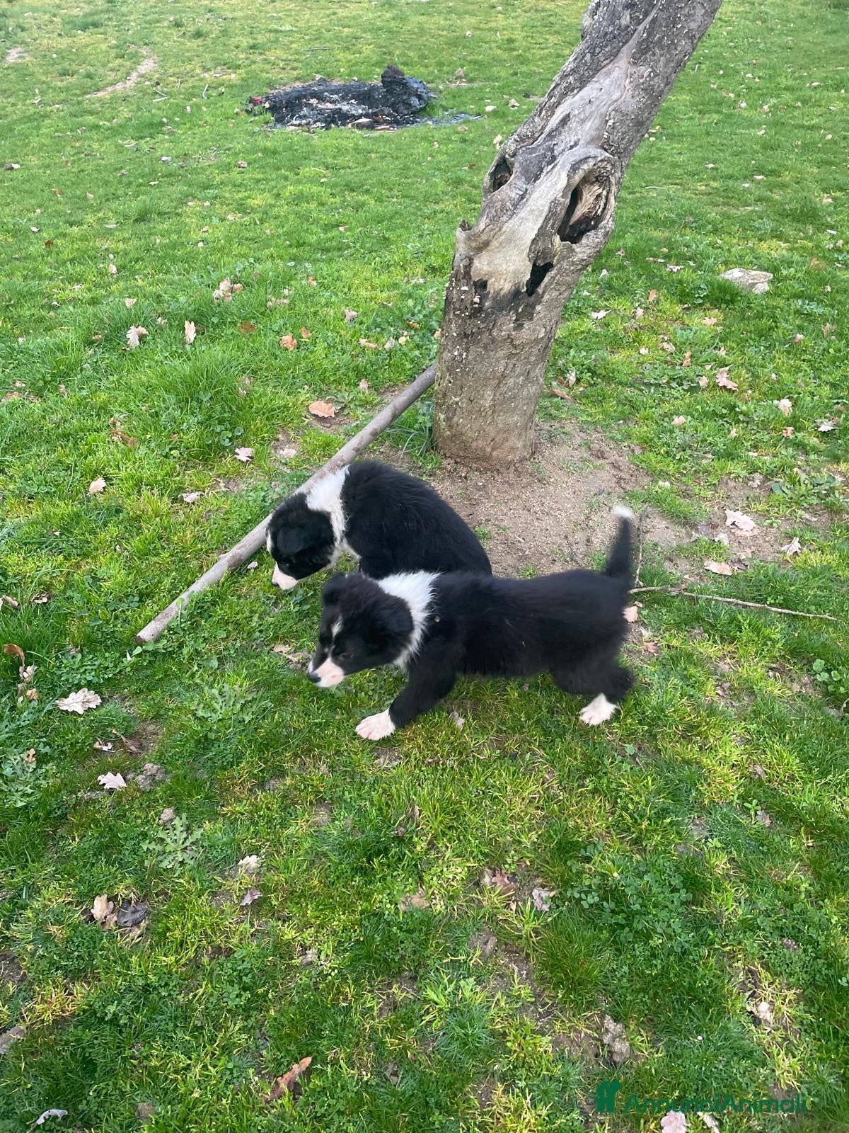 Border Collie cani Border collie - Annuncio 6