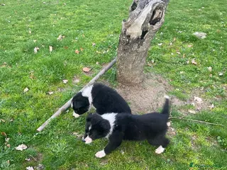 Border Collie cani Border collie - Annuncio 6