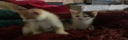 Europeo gatti in regalo: Gattini per adozione  - Annuncio 6