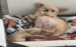 Chihuahua cani in vendita: Cucciola di Chihuahua  a Città Metropolitana di Firenze - Immagine 2