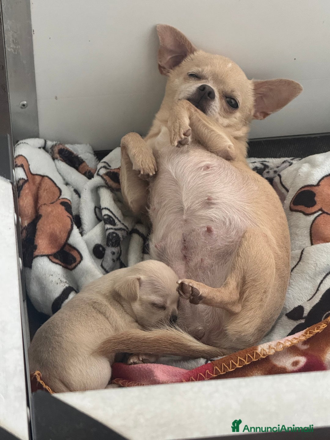 Chihuahua cani in vendita: Cucciola di Chihuahua  a Città Metropolitana di Firenze - Immagine 2