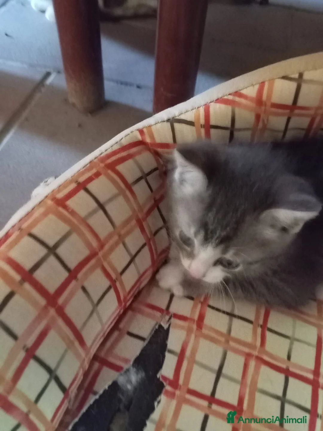 Europeo gatti in regalo: MAMMA E CUCCIOLO CERCANO CASA❤️ - Annuncio 7