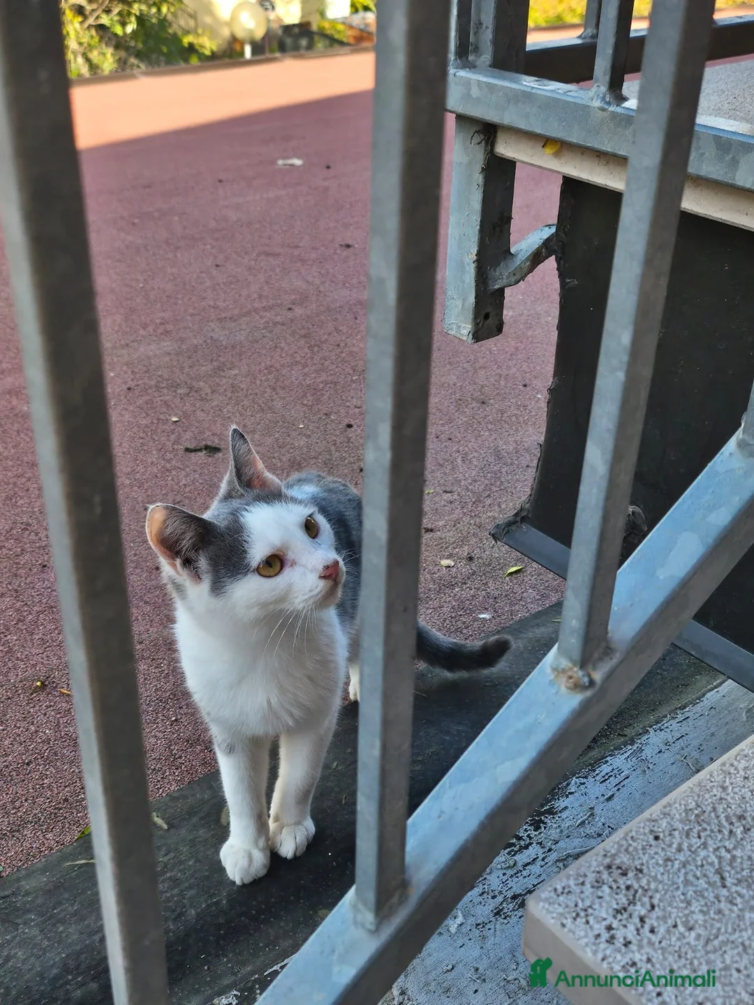 Altre razze gatti in regalo: CERCA CASA 🥰🏡 a Provincia di Ancona - Annuncio 3
