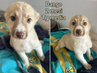 Meticcio cani CUCCIOLI, URGENTE: TEMPO SCADUTO - Annuncio 4