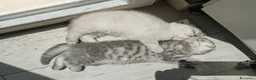 British gatti in vendita: British shorthair cuccioli - Annuncio 8