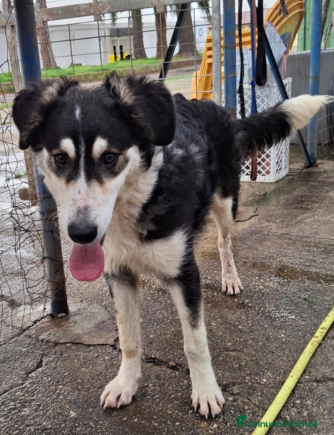 Meticcio cani in regalo: BRETZEL🩷-cucciola. Sta crescendo dietro le sbarre - Annuncio 10