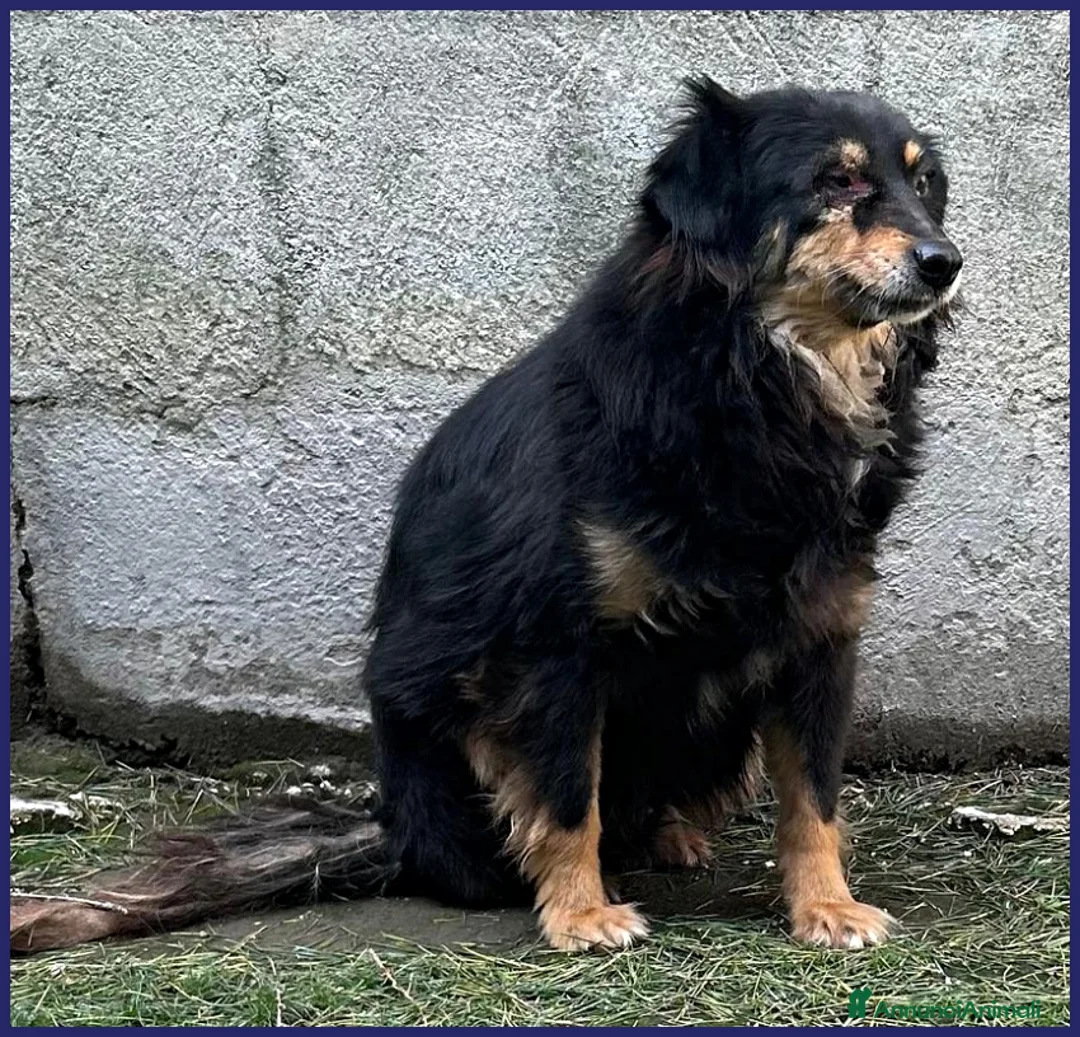Meticcio cani in regalo: ADOZ D'AMORE PER APACHE 9 ANNI, UN OCCHIO MALATO a Genova - Annuncio 2