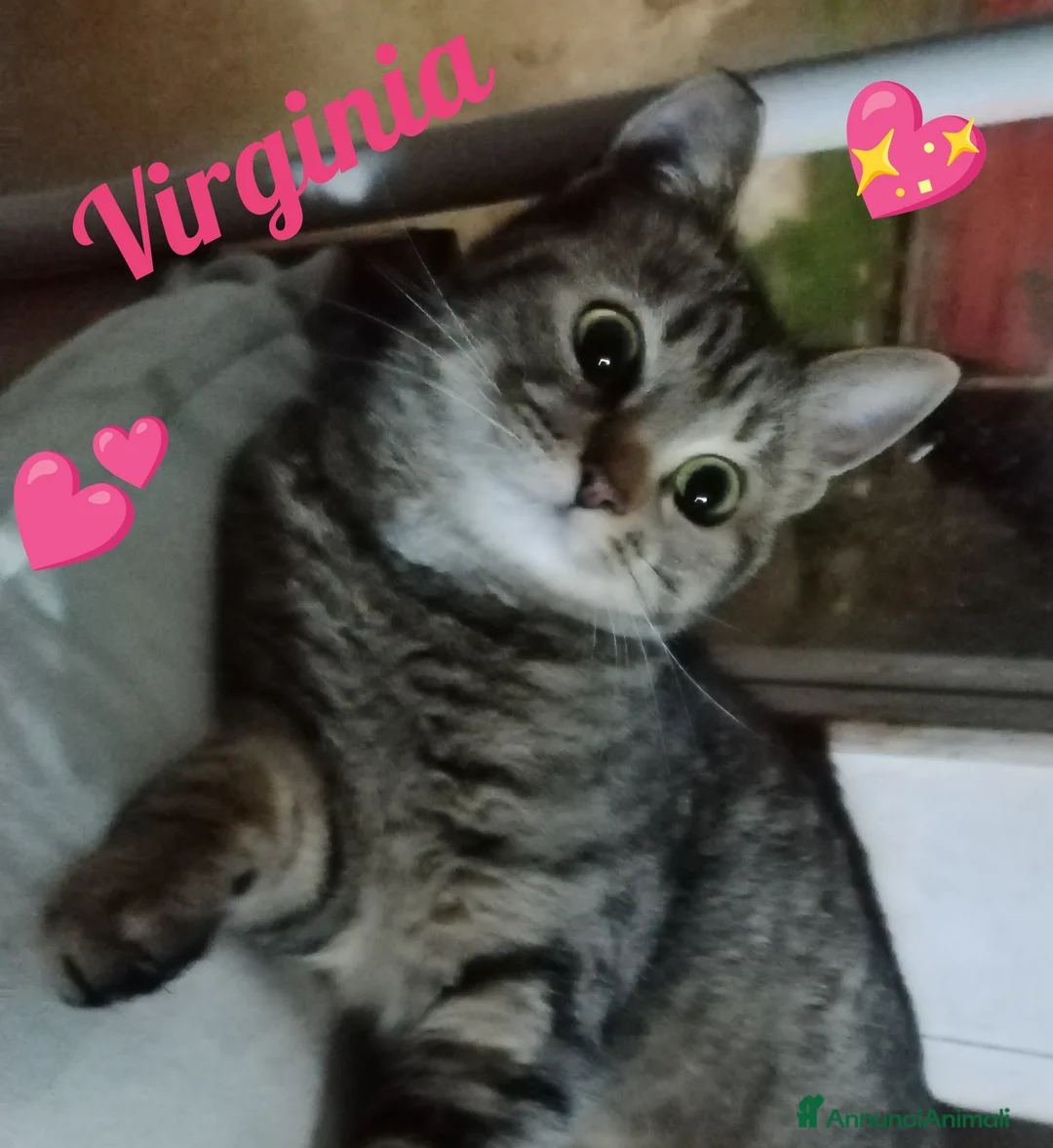 Europeo gatti in regalo: Adottate Virginia, elemosina coccole a Città metropolitana di Milano - Annuncio 6