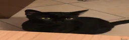 Altre razze gatti in regalo: MARTA CERCA CASA 🏡  - Annuncio 2