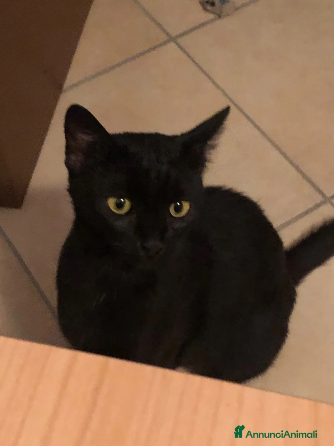 Altre razze gatti in regalo: MARTA CERCA CASA 🏡  - Annuncio 2