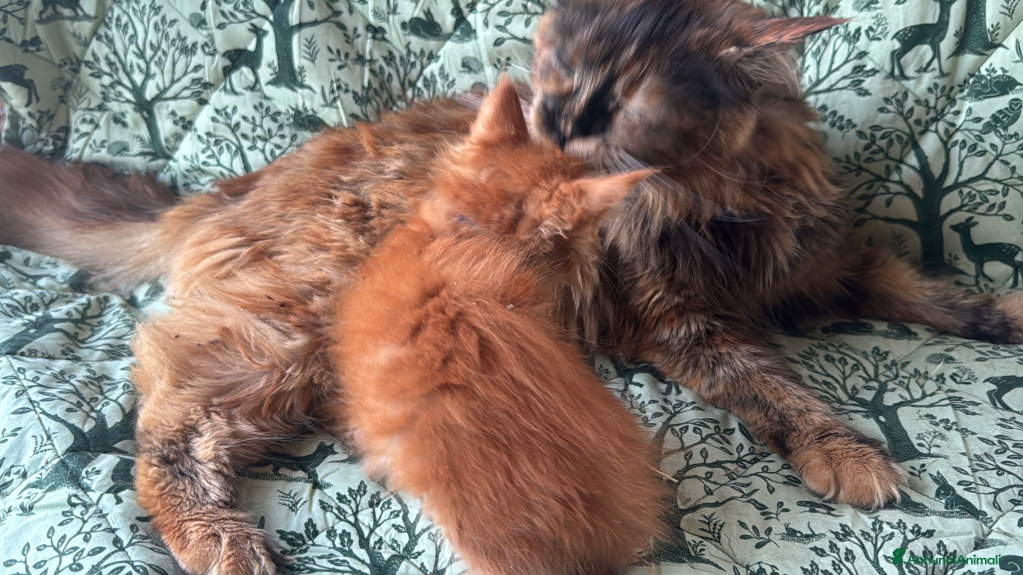 Maine Coon gatti in vendita: Cuccioli di maine coon rossi  - Annuncio 11