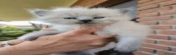 Siberiano gatti in vendita: Gatti cuccioli Siberiani a Provincia di Forlì-Cesena - Annuncio 5