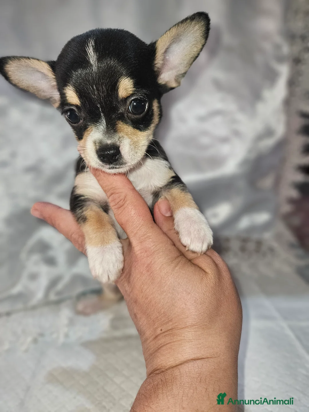 Chihuahua cani in vendita: Chihuahua toy mini - Annuncio 4