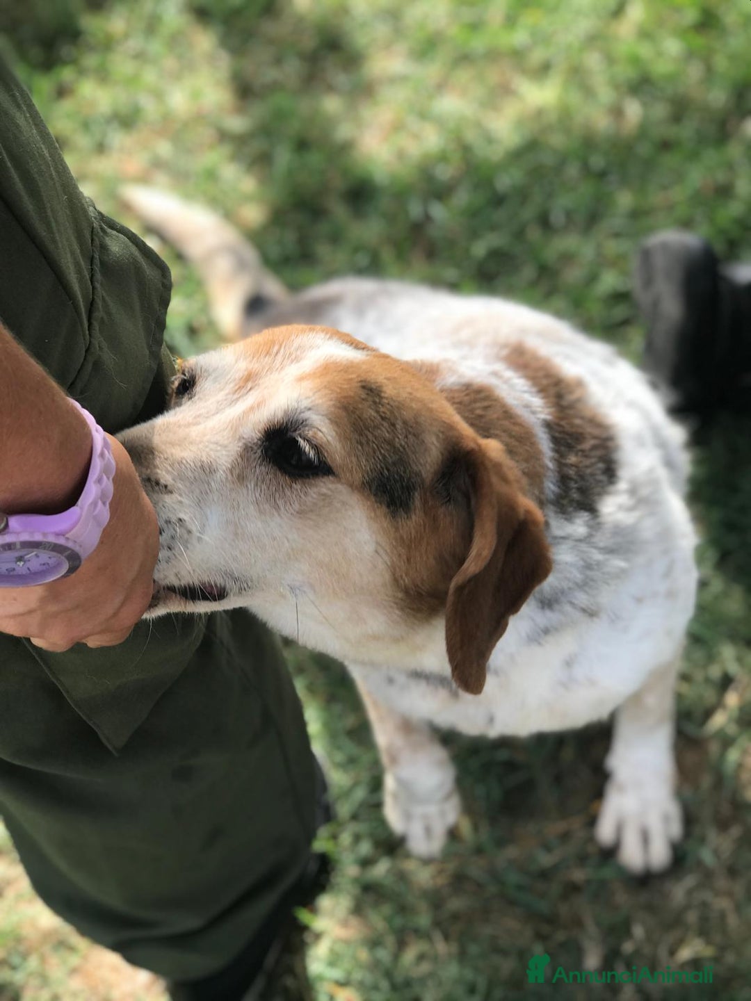 Meticcio cani in regalo: BILLY, simil beagle diversamente giovane a Provincia di Latina - Annuncio 5