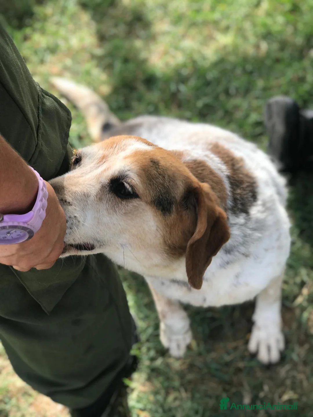 Meticcio cani in regalo: BILLY, simil beagle diversamente giovane a Provincia di Latina - Annuncio 5