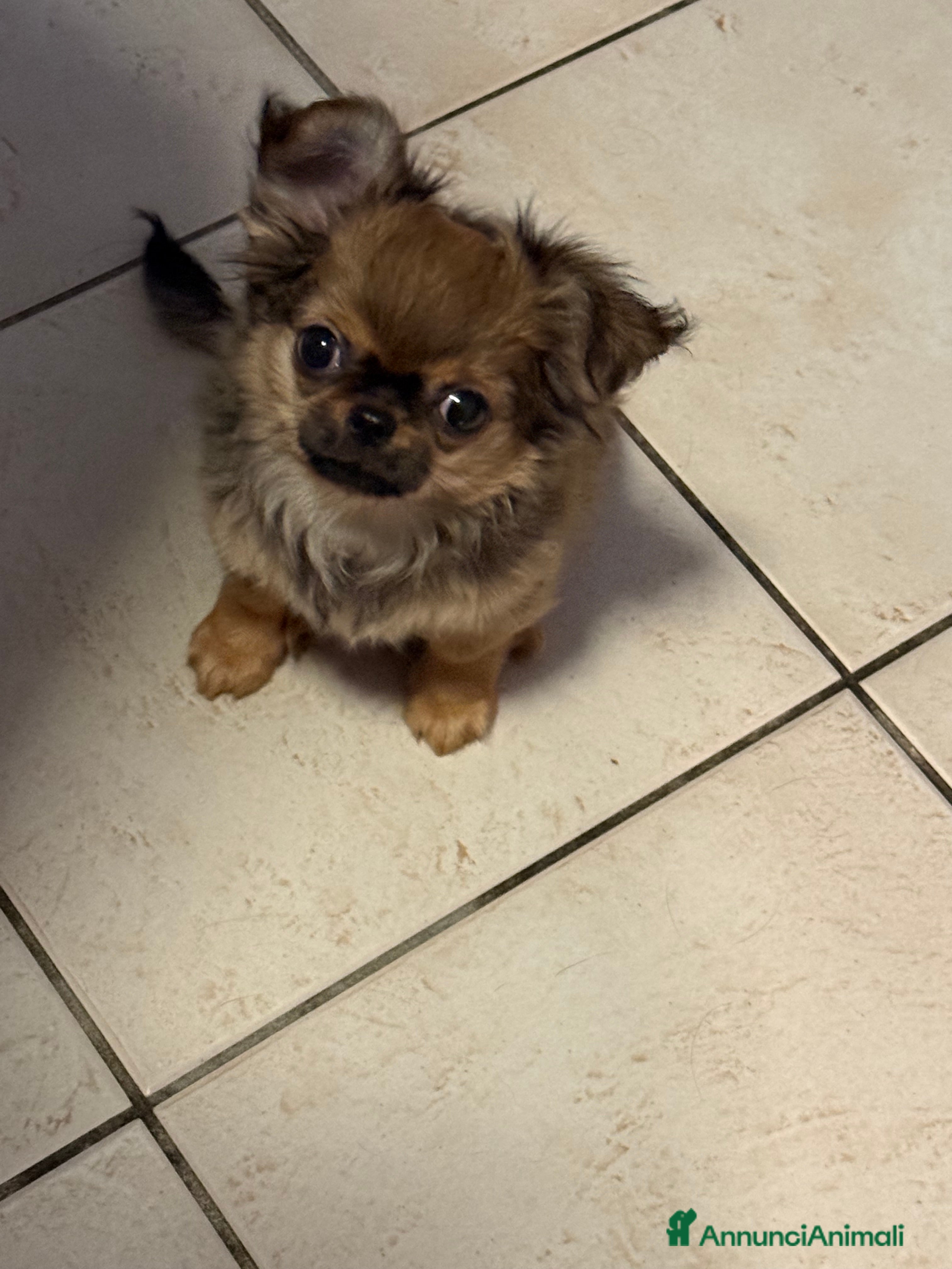 Chihuahua cani Chihuahua mini - Annuncio 9