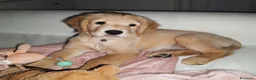 Golden Retriever cani in vendita: Disponibile cucciola di Golden retriever  - Annuncio 6