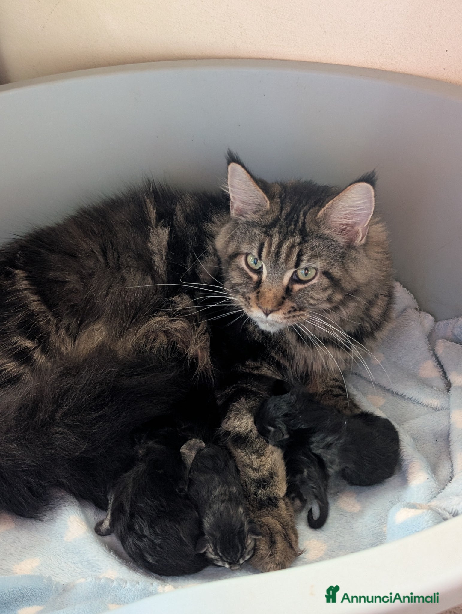 Maine Coon gatti Cuccioli Maine Coon meravigliosi - Annuncio 1