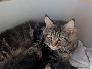 Maine Coon gatti Cuccioli Maine Coon meravigliosi - Annuncio 1