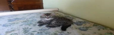 TABBY 
