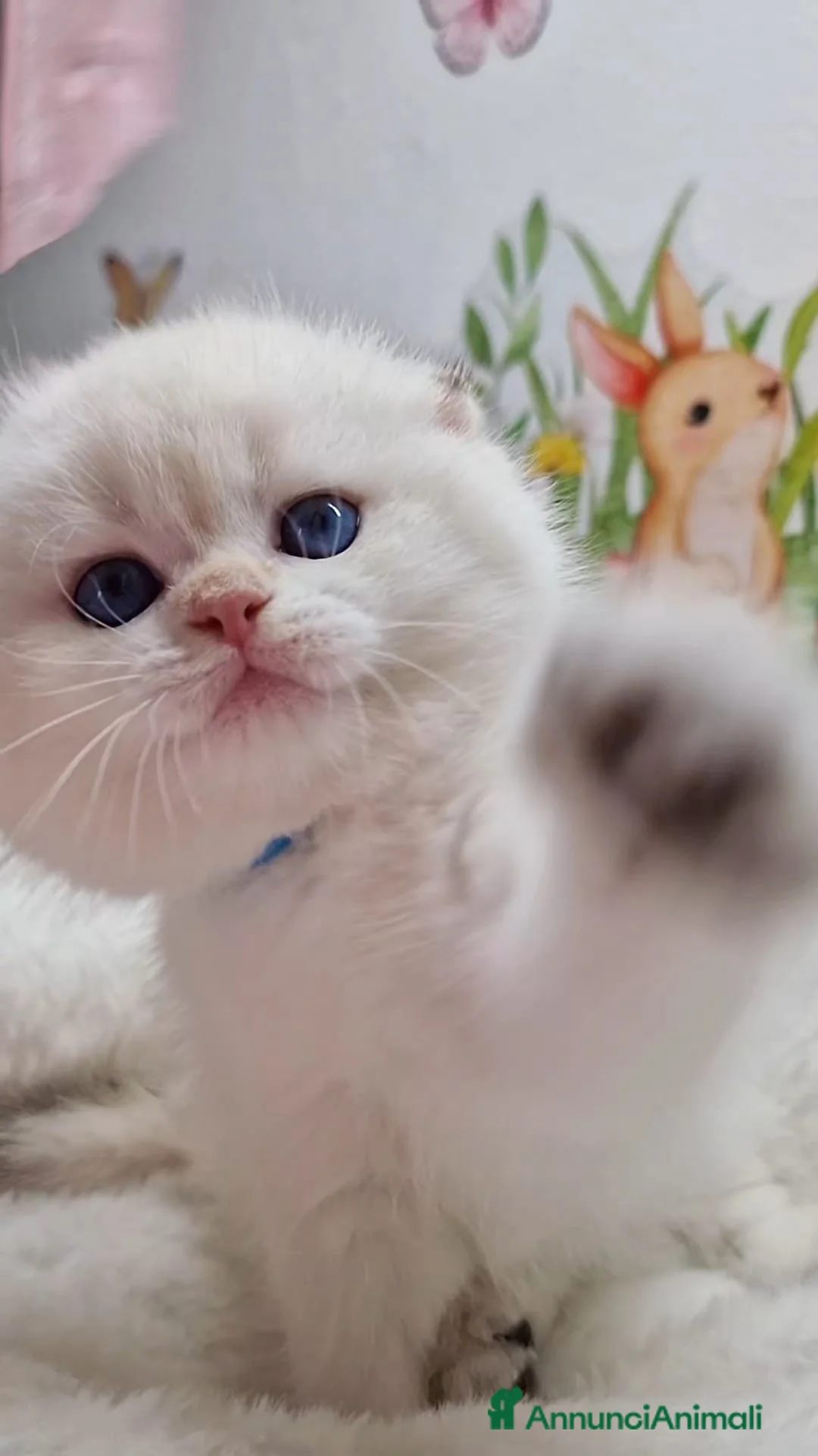 Scottish gatti in vendita: Scottish Fold e Straight  - Annuncio 8