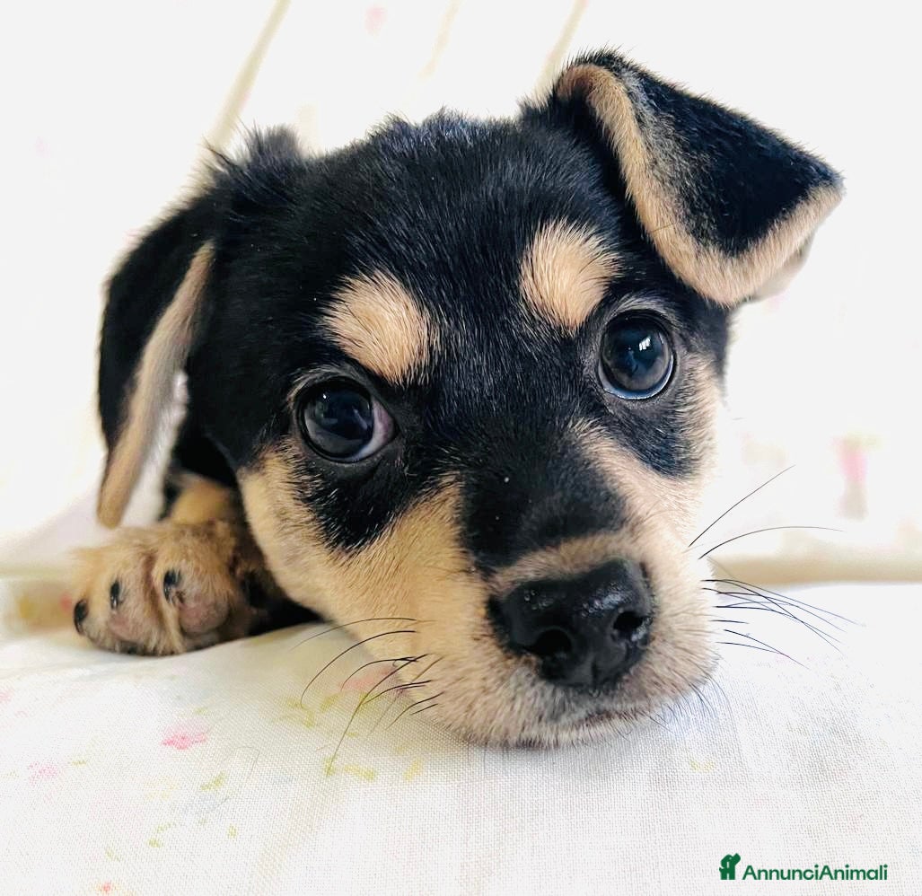 Meticcio cani Cucciolo femmina taglia piccola 3 mesi - Annuncio 20